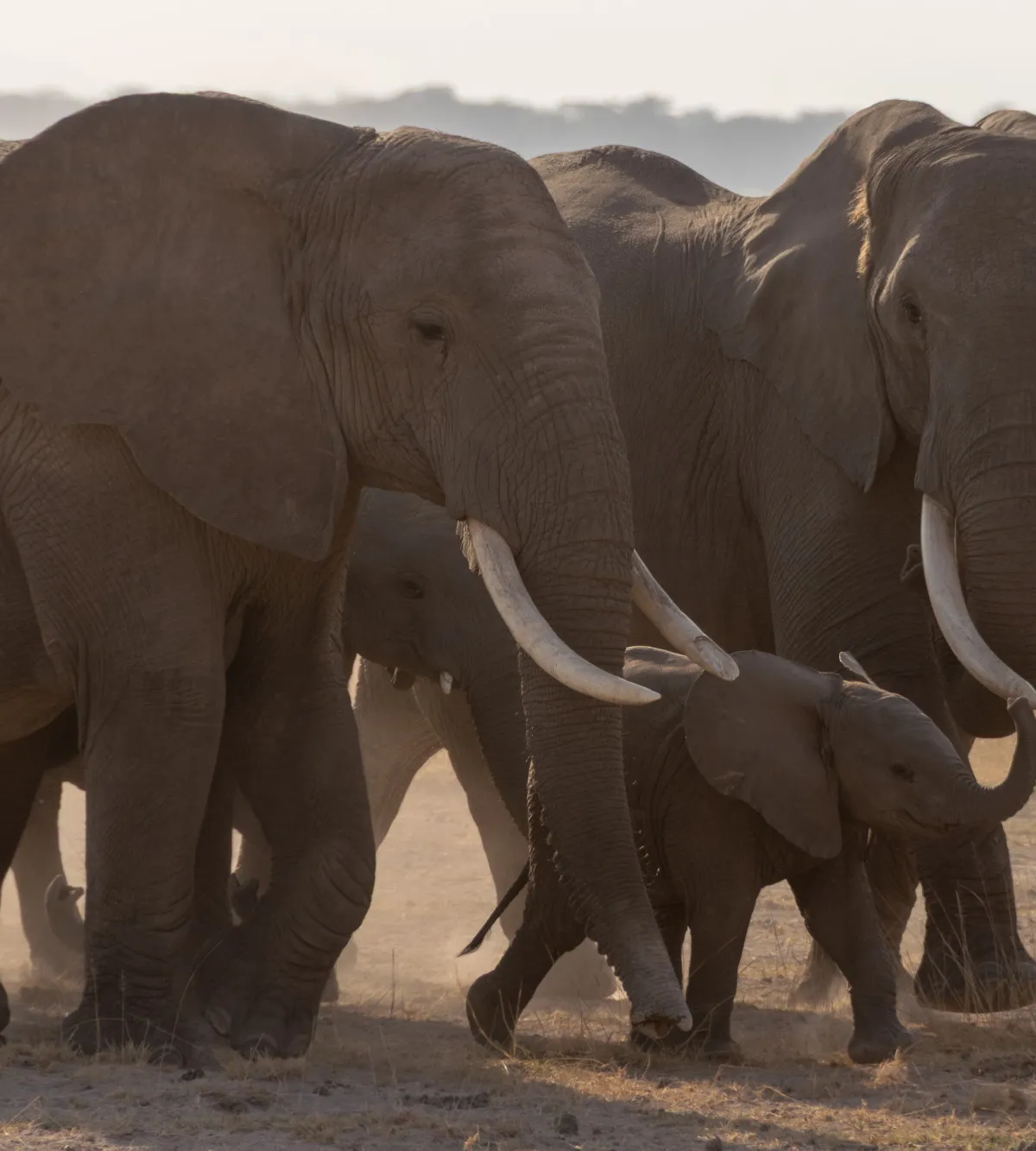 A family of elephants including a young calf walking through golden dust, Amboseli, Kenya