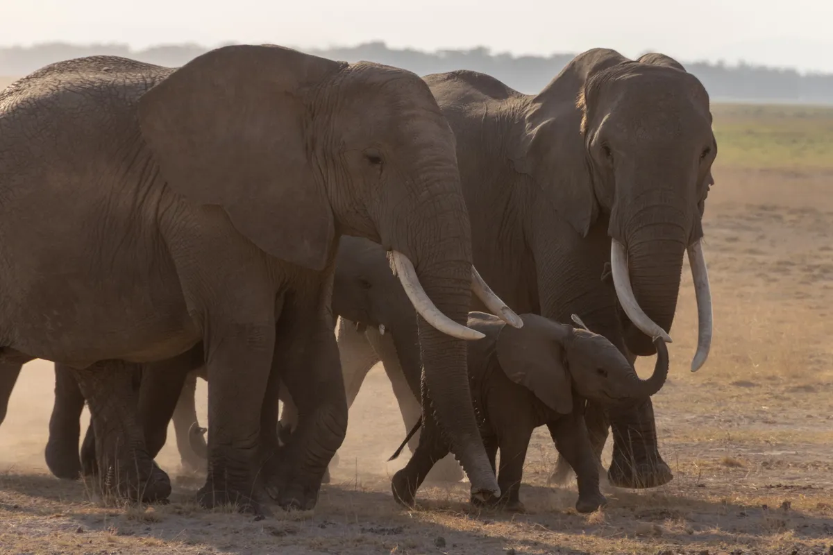 A family of elephants including a young calf walking through golden dust, Amboseli, Kenya