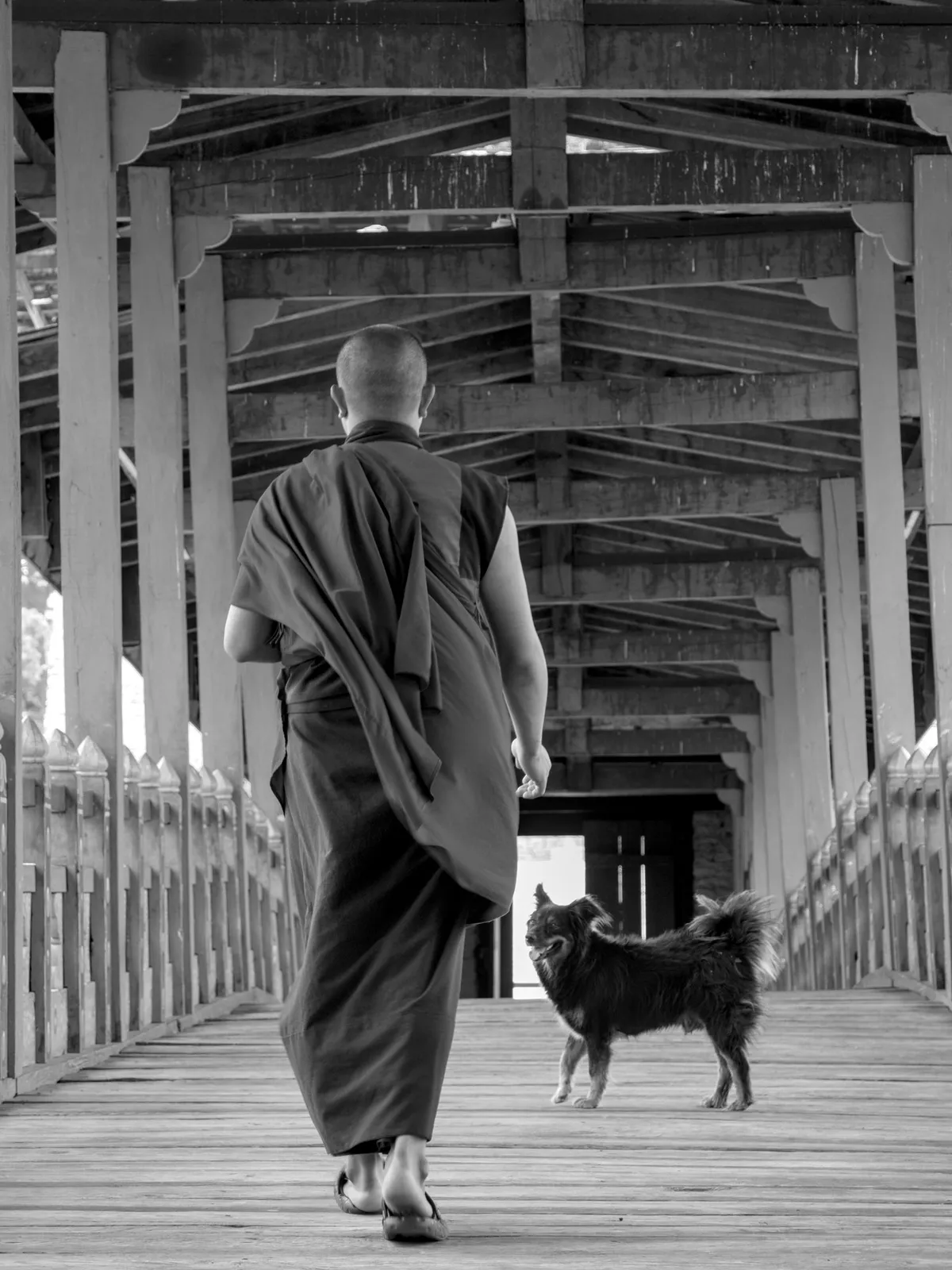 A robed Buddhist monk walking away down a covered wooden bridge with a small dog, black and white, Punakha, Bhutan