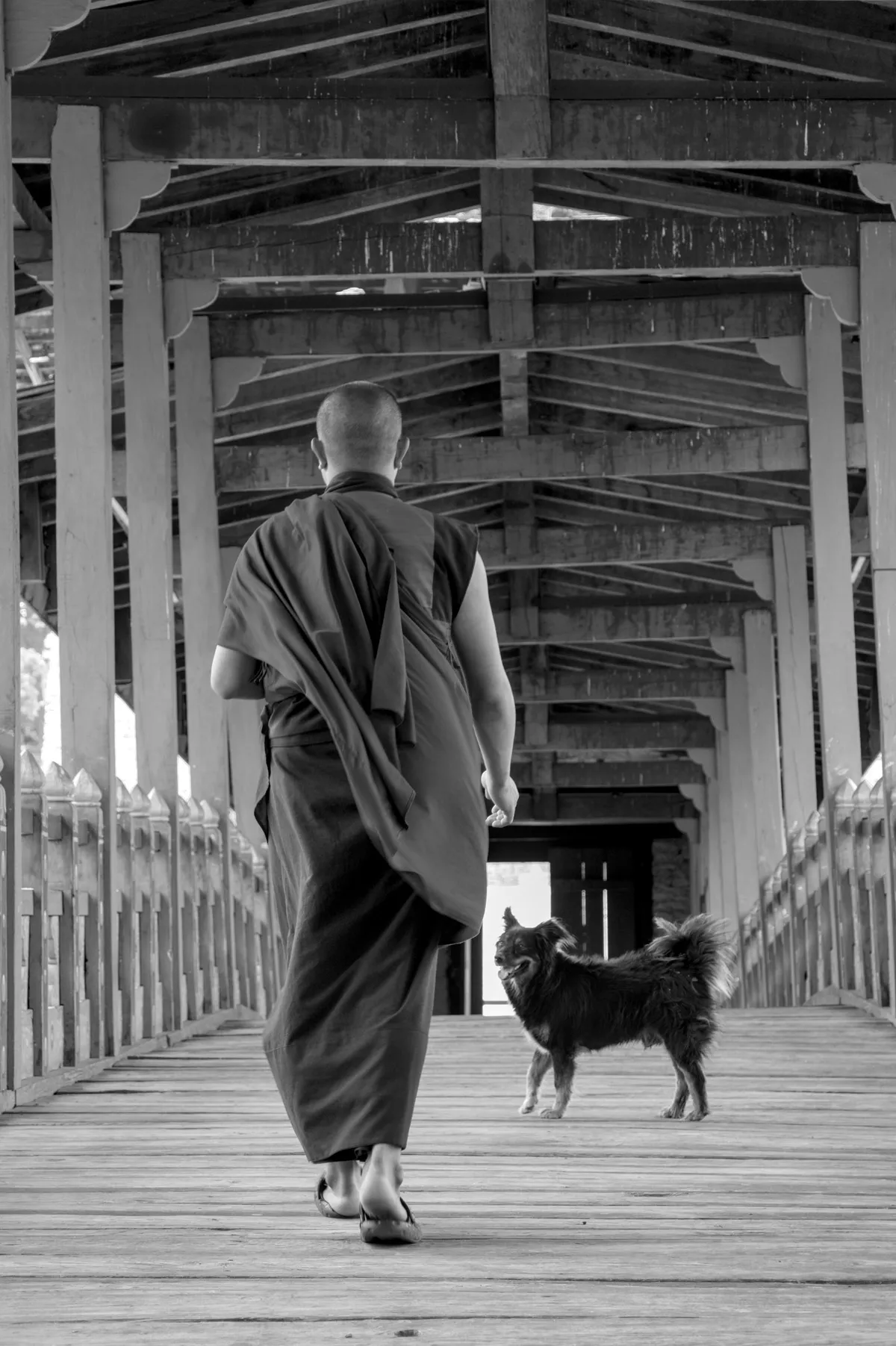 A robed Buddhist monk walking away down a covered wooden bridge with a small dog, black and white, Punakha, Bhutan
