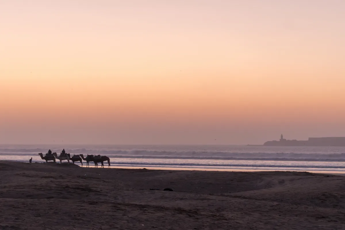 Silhouetted camels on a beach at dusk with the old fort on the horizon under a peach and pink sky, Essaouira, Morocco