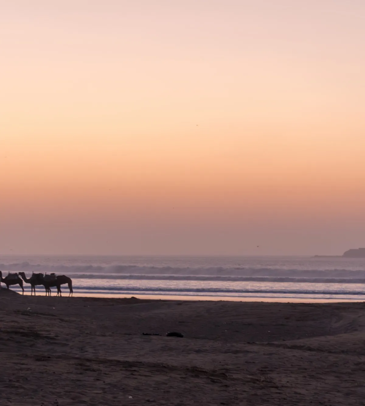 Silhouetted camels on a beach at dusk with the old fort on the horizon under a peach and pink sky, Essaouira, Morocco