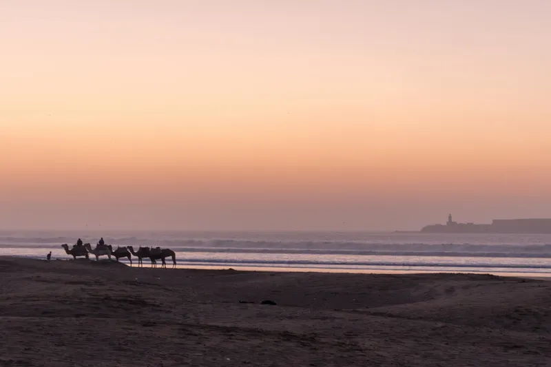 Silhouetted camels on a beach at dusk with the old fort on the horizon under a peach and pink sky, Essaouira, Morocco