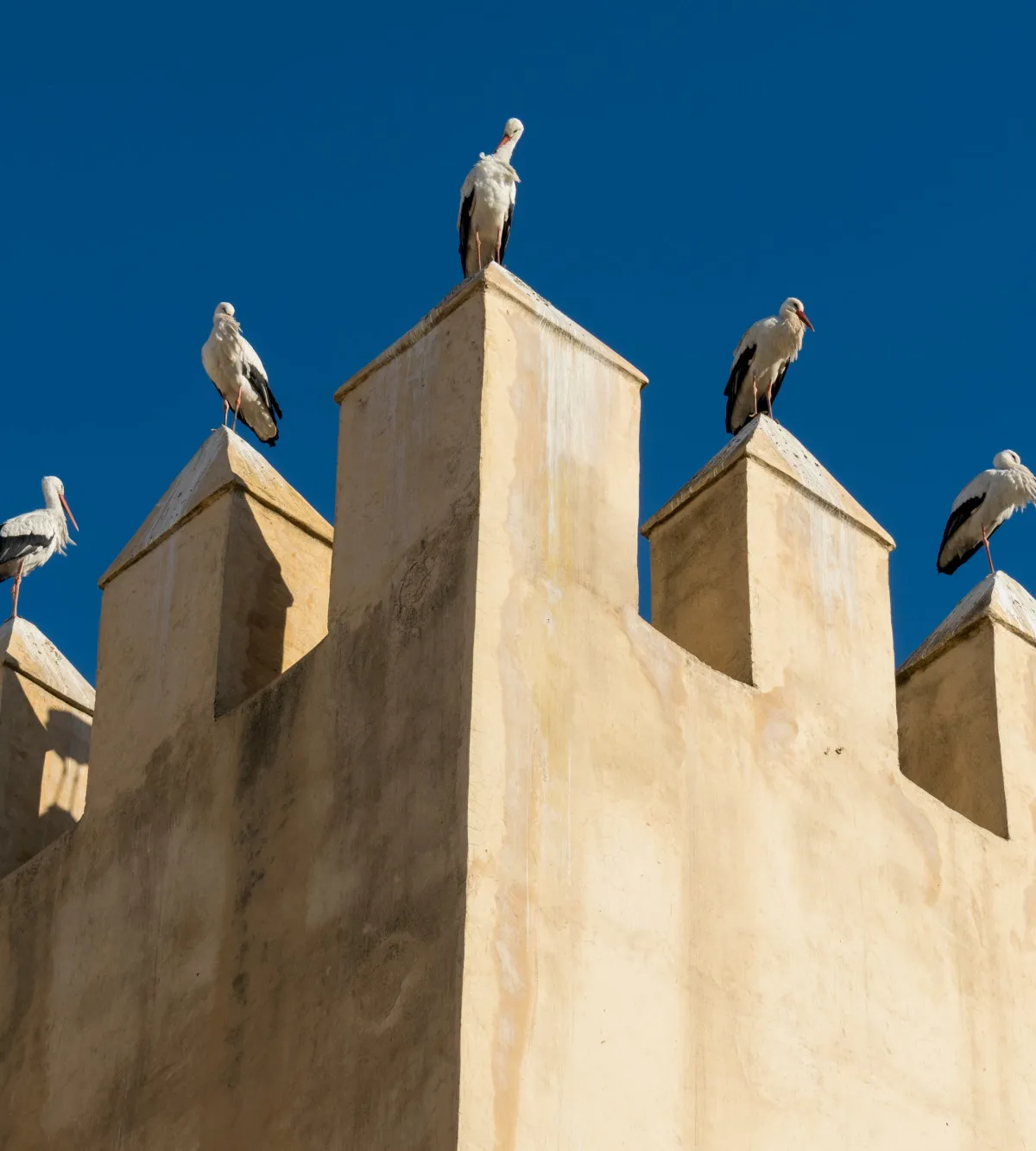 White storks perched along the crenellations of an old sand-coloured wall against deep blue sky, Fez, Morocco