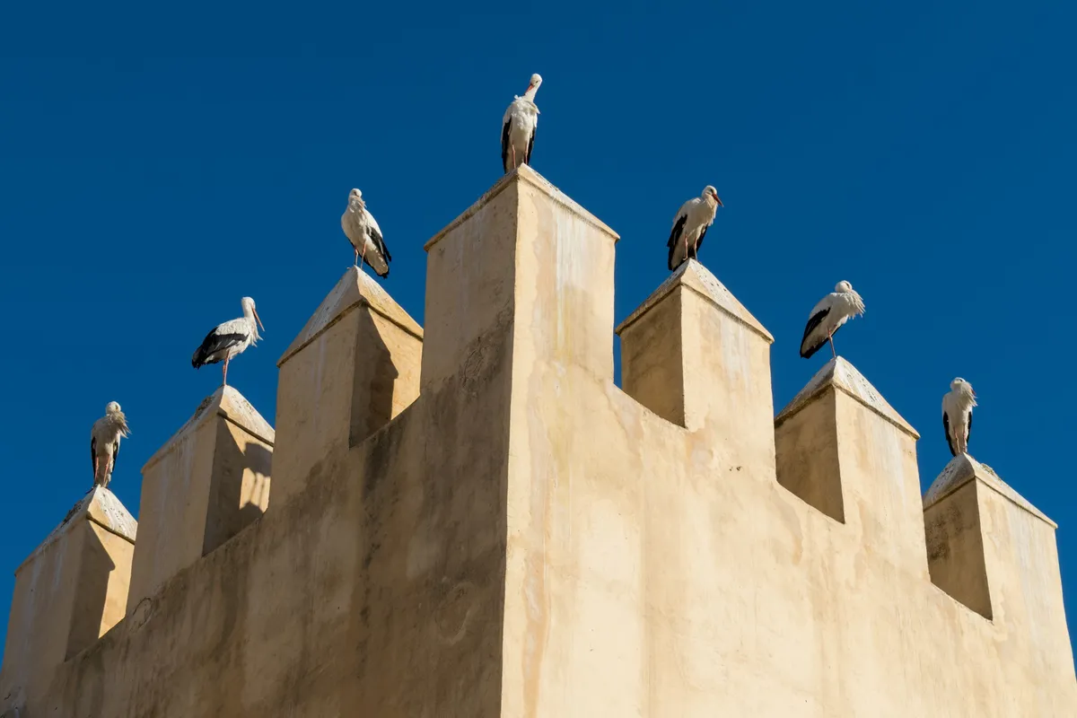 White storks perched along the crenellations of an old sand-coloured wall against deep blue sky, Fez, Morocco