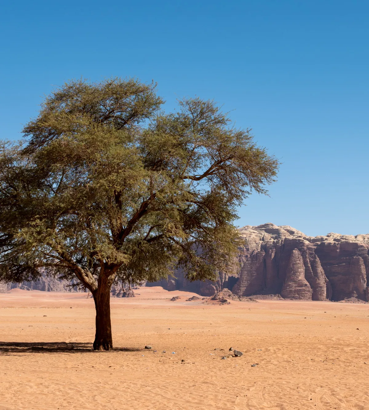 A lone acacia tree on red desert sand before the sandstone massif of Wadi Rum, Jordan