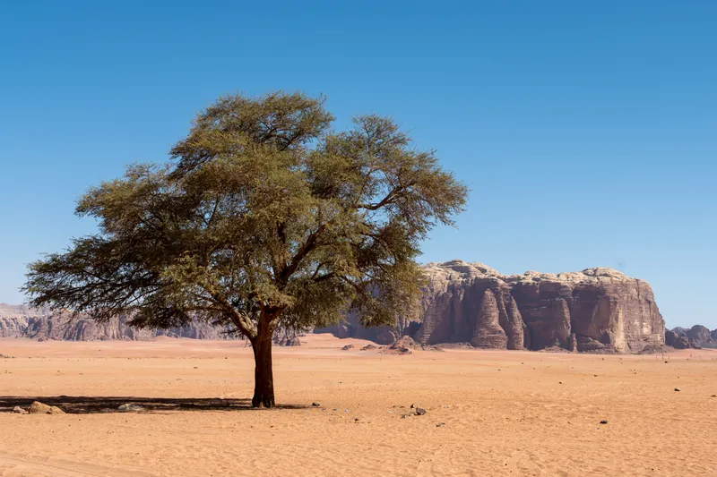 A lone acacia tree on red desert sand before the sandstone massif of Wadi Rum, Jordan