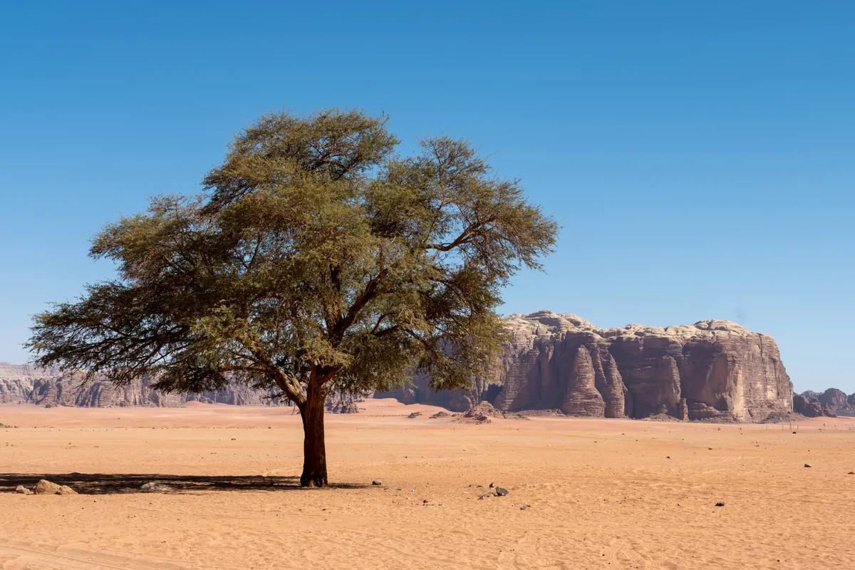 A lone acacia tree on red desert sand before the sandstone massif of Wadi Rum, Jordan
