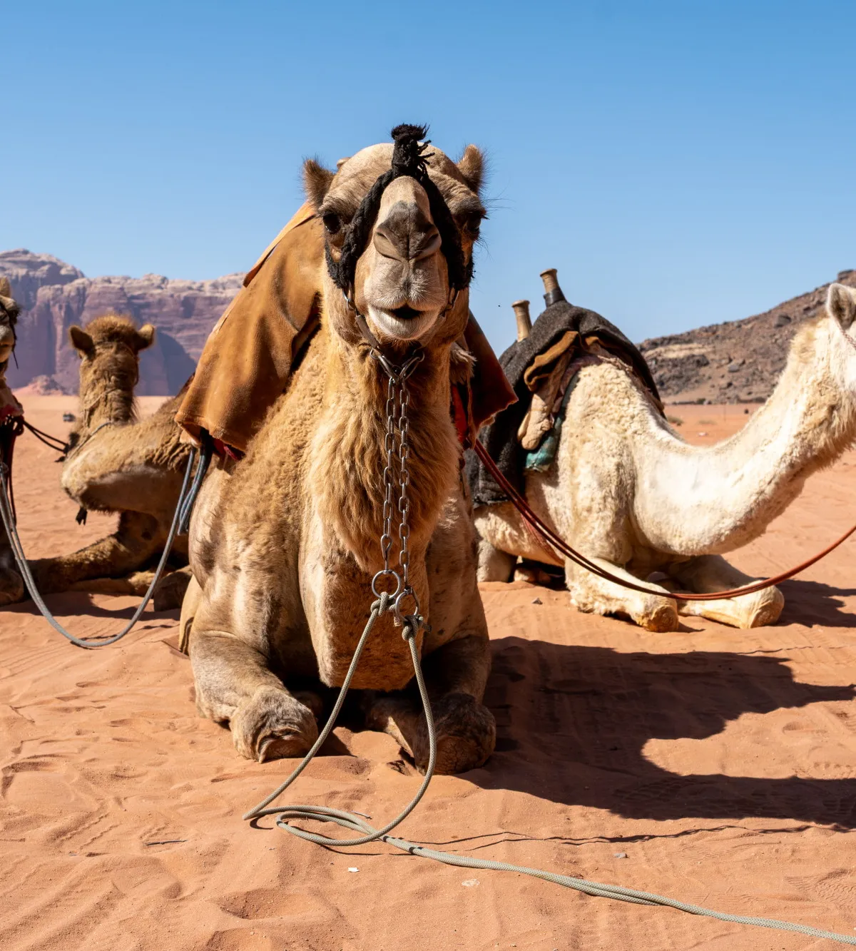 Four camels resting on red sand, the nearest facing the camera, Wadi Rum, Jordan