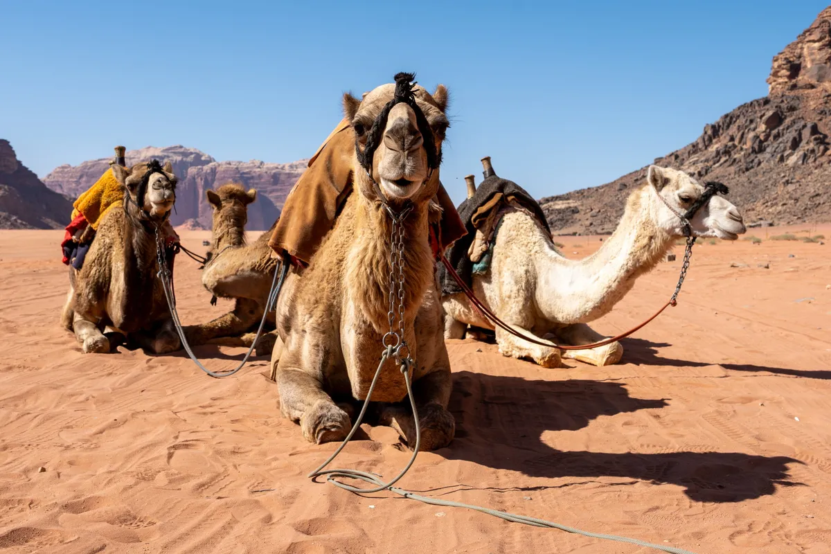 Four camels resting on red sand, the nearest facing the camera, Wadi Rum, Jordan